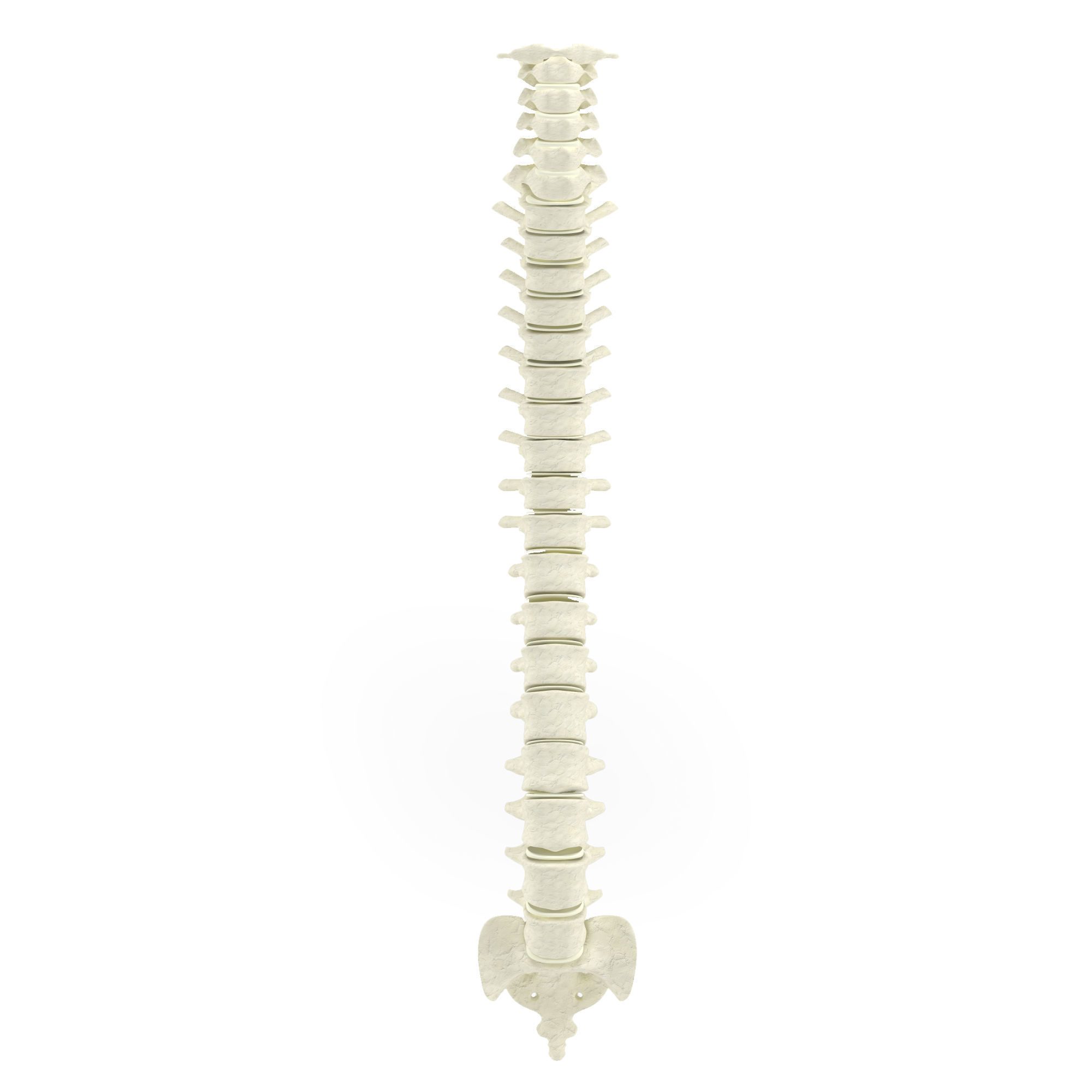 Human spine 3D model_1