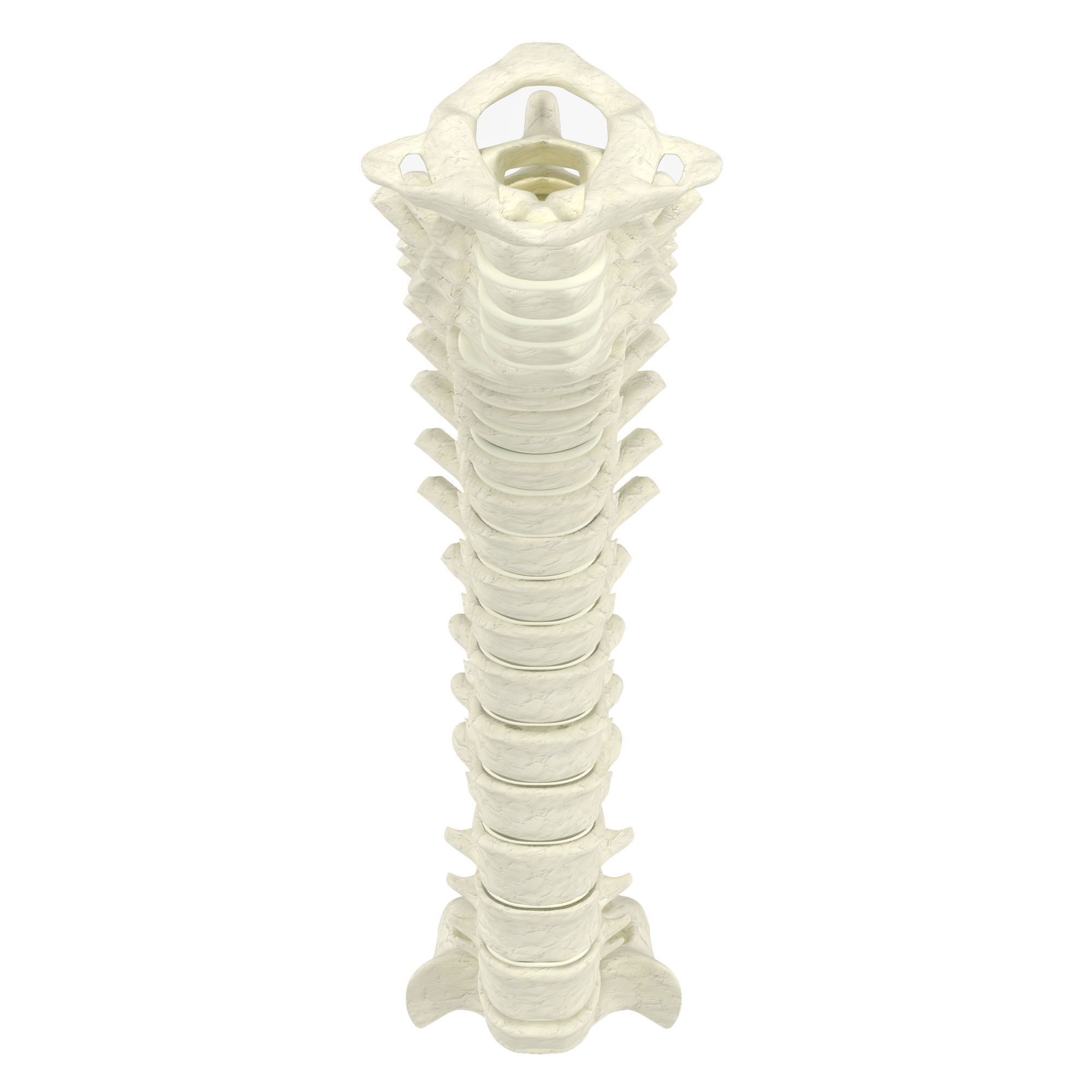Human spine 3D model_2