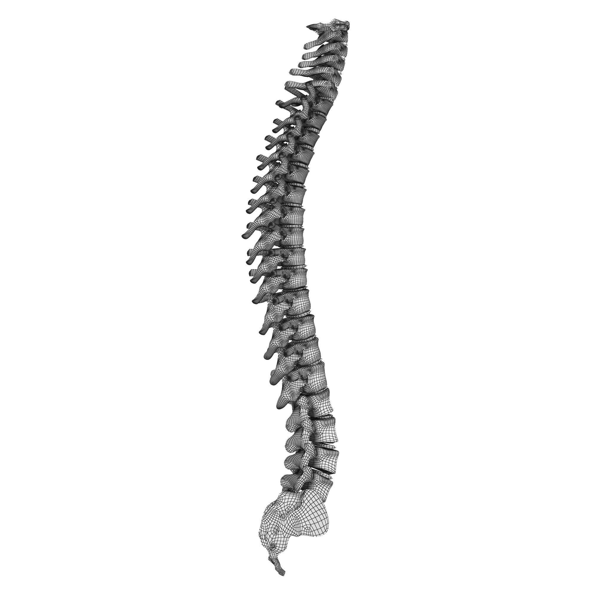 Human spine 3D model_4