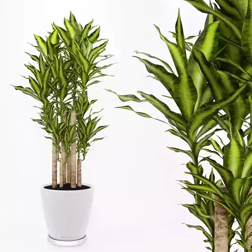 dracaena2 snake plant in pot 3D model