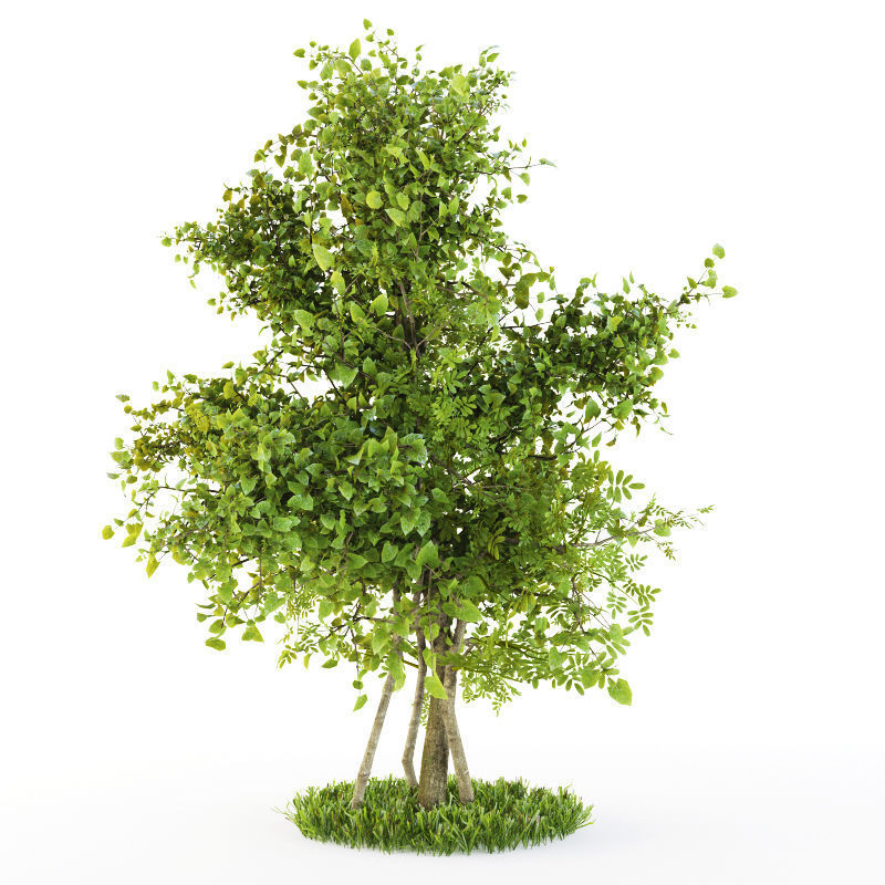 Bushes plexus 3D model