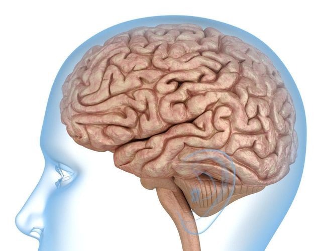 Human Brain anatomy 3D model 3D model