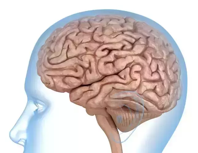 Human Brain anatomy 3D model 3D model