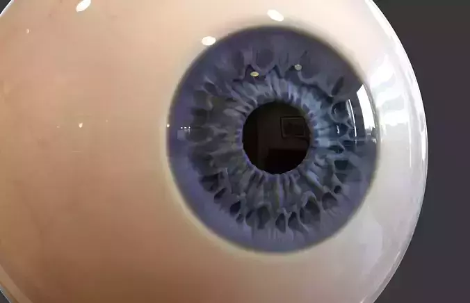 Human Eye 3D model