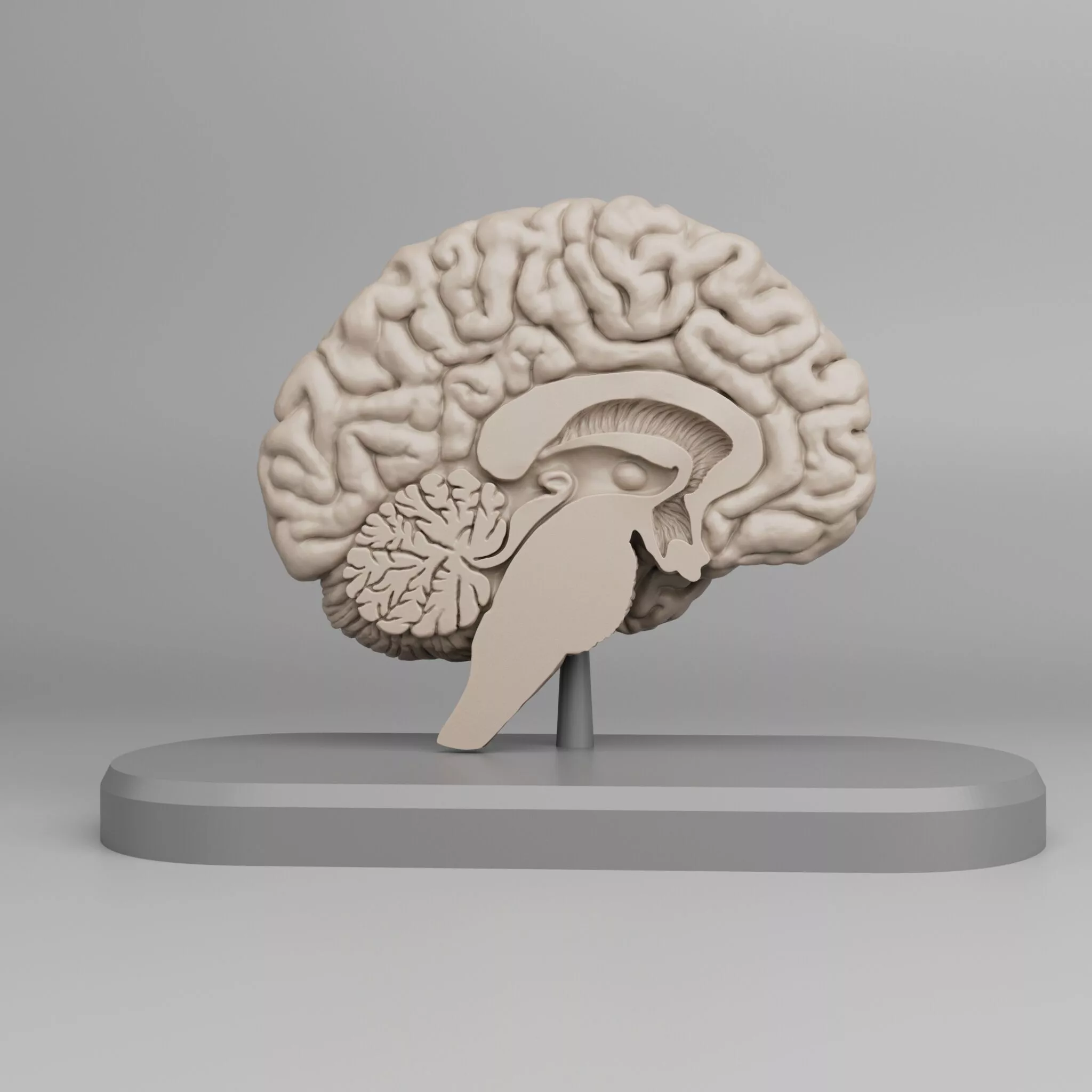 Brain Anatomy Cross-Section 3D print 3D print model