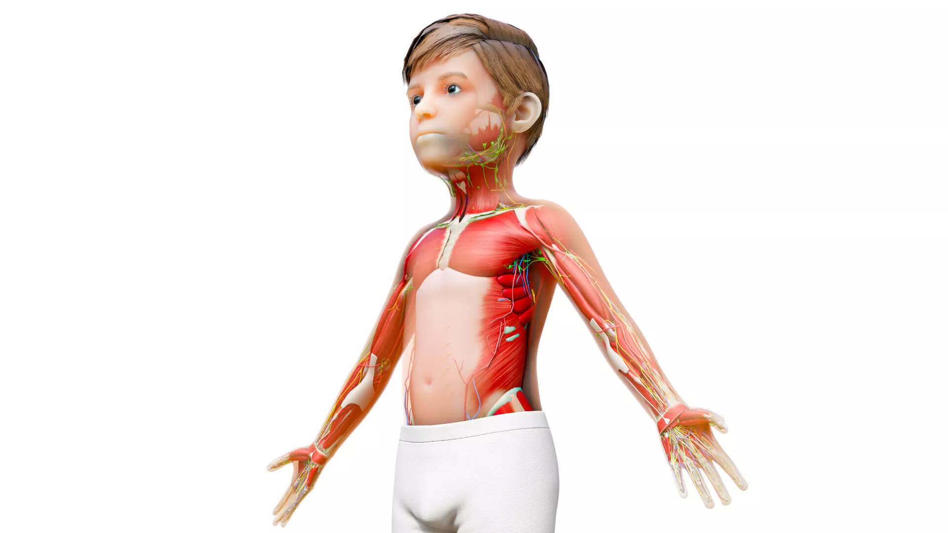 Kid Boy Anatomy Realistic Child Muscular Nervous System Low-poly 3D model