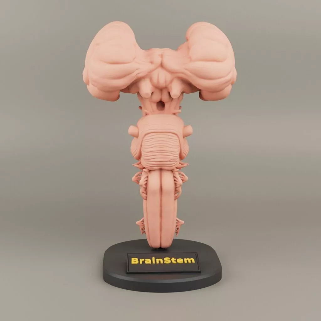 Brain Stem anatomy For 3D printing 3D print model