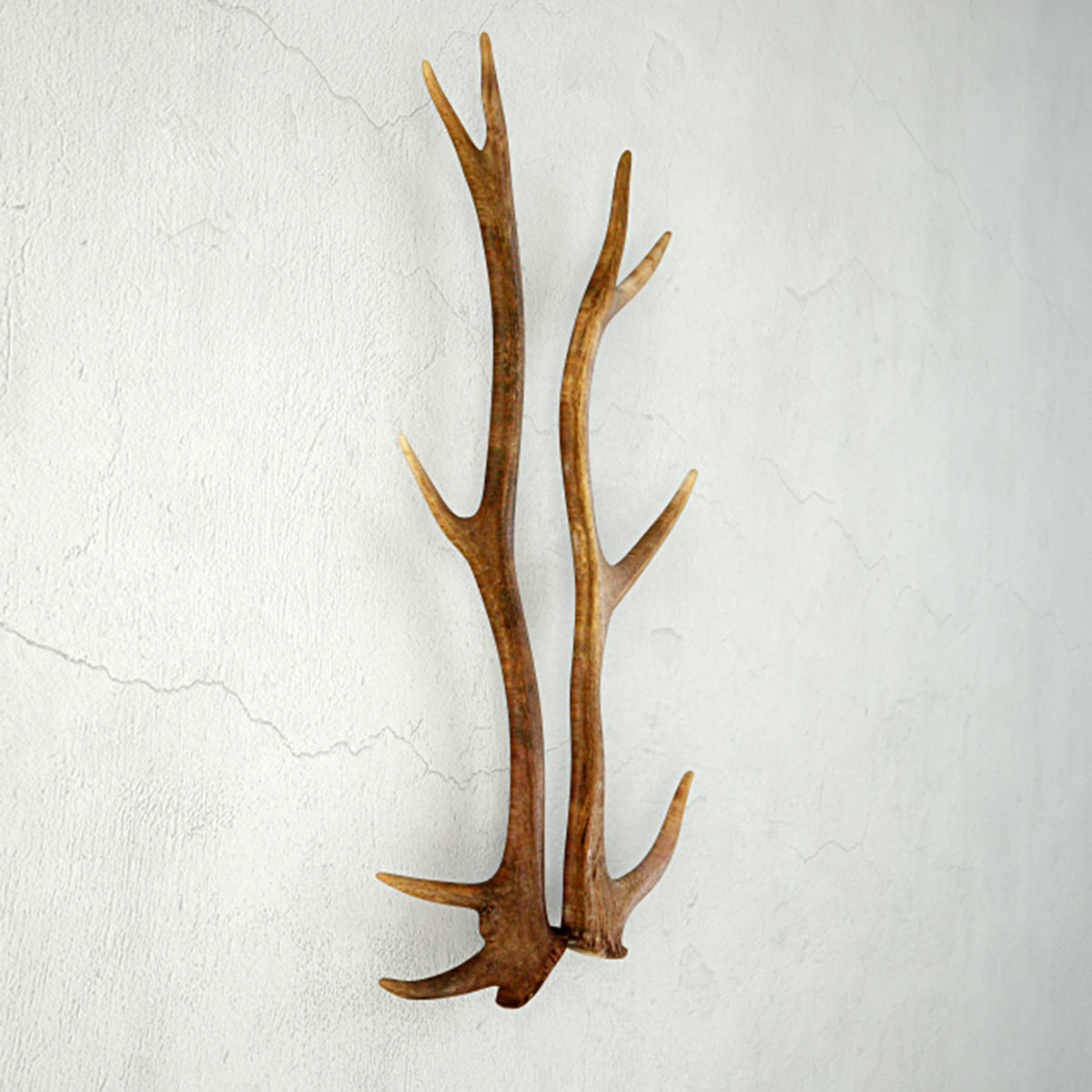Natural Shed Deer Antlers 3D model_3