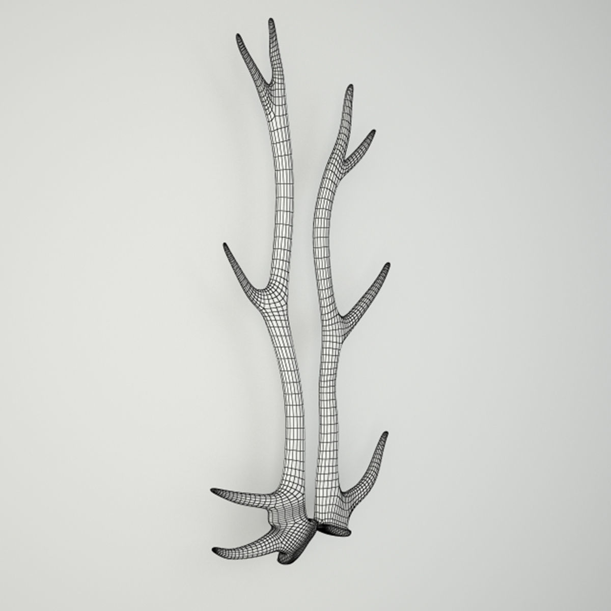 Natural Shed Deer Antlers 3D model_4