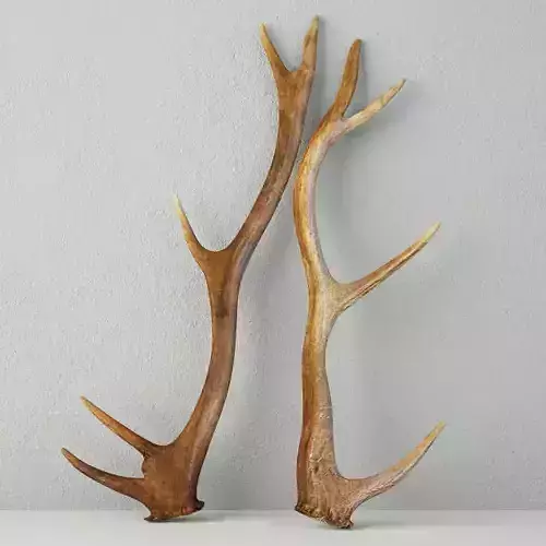 Natural Shed Deer Antlers 3D model