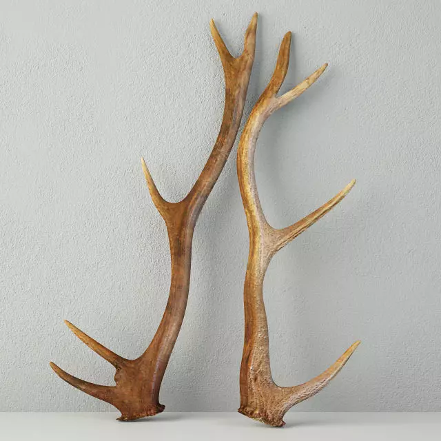 Natural Shed Deer Antlers 3D model_0