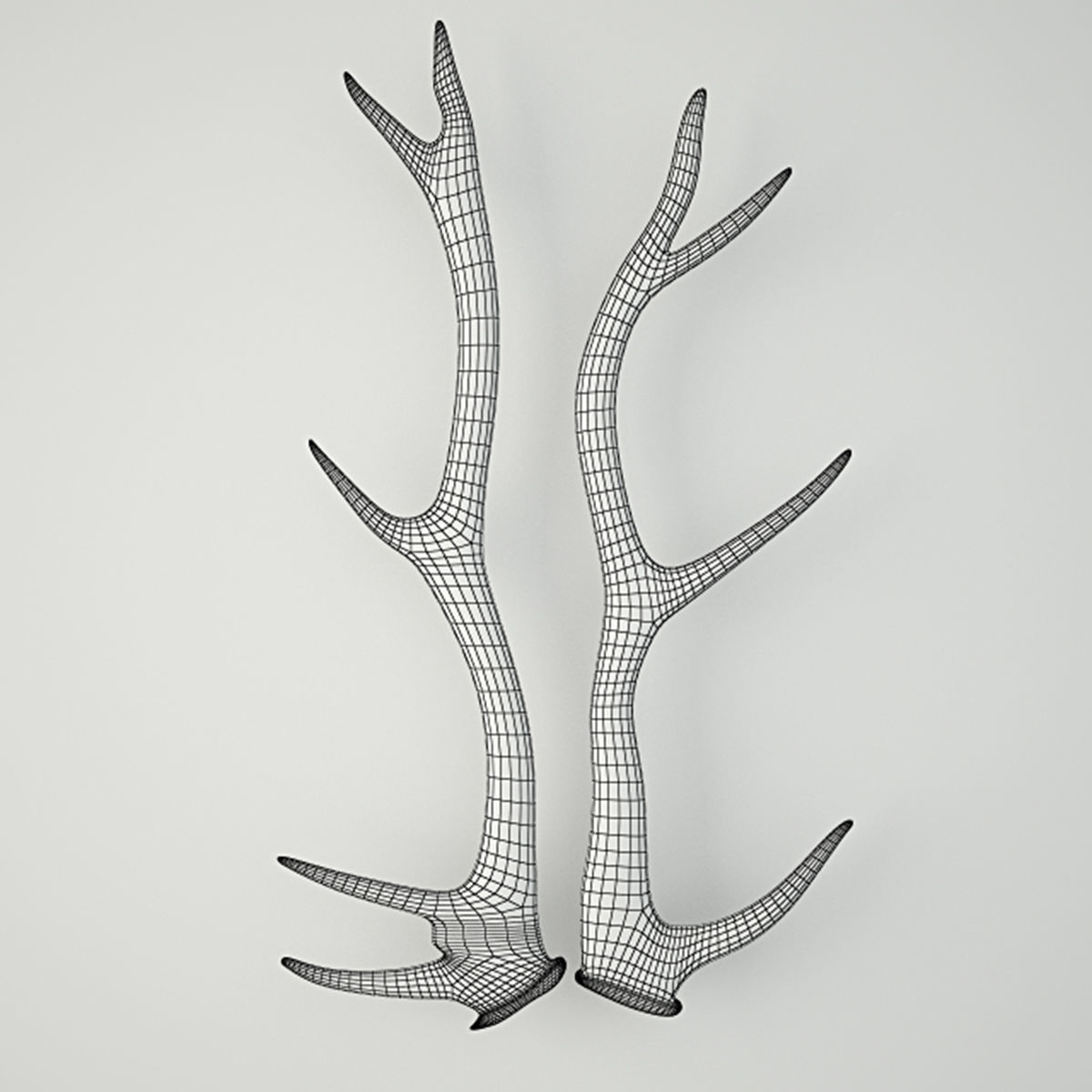 Natural Shed Deer Antlers 3D model_2