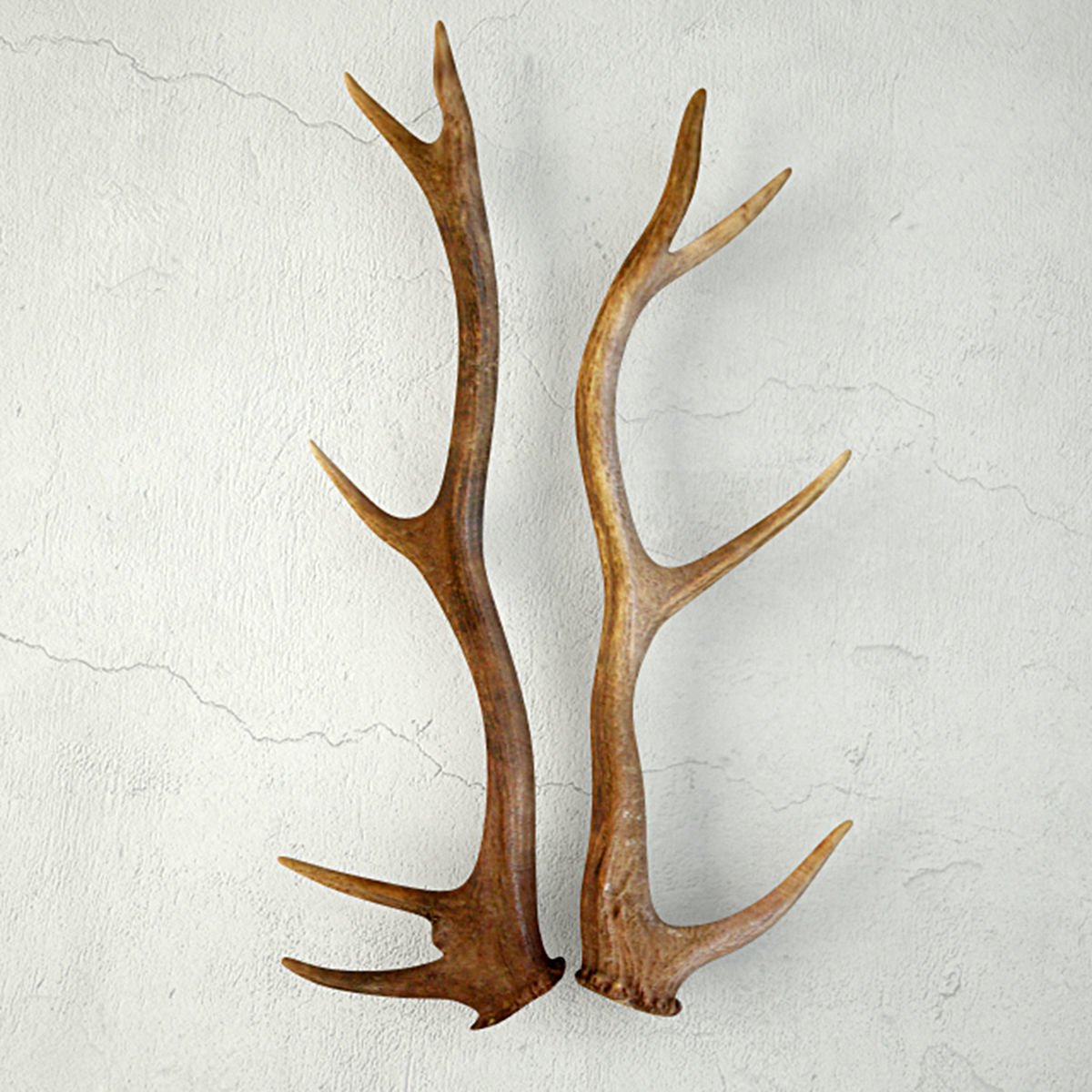Natural Shed Deer Antlers 3D model_1