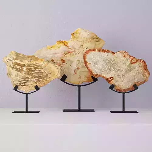 Petrified Wood Slices On Stand 3 3D model