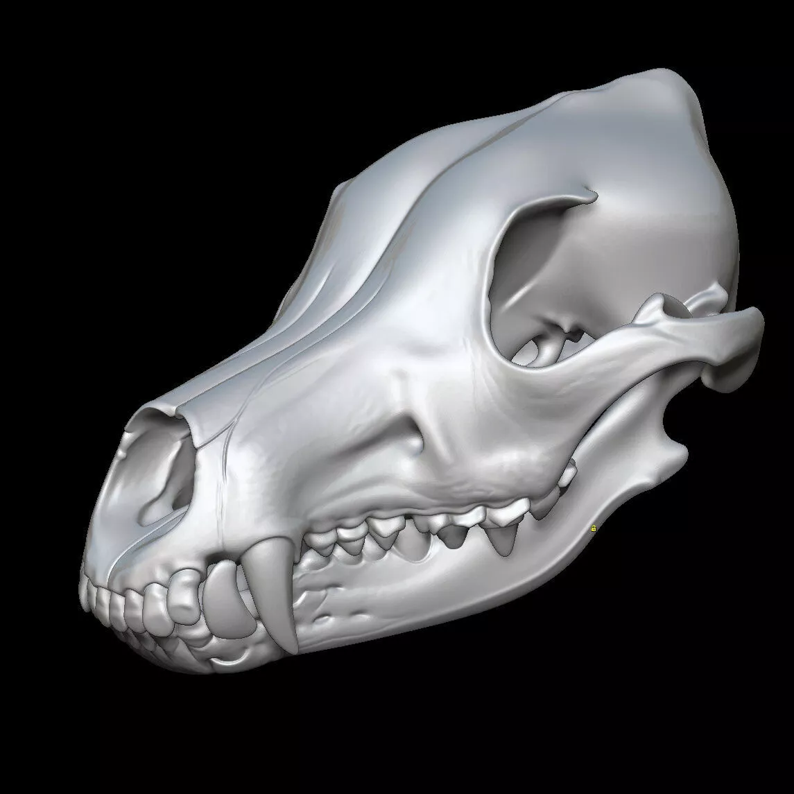 Gray wolf skull 3D print model