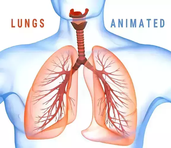 Human Lungs - pulmonary system 3D model  3D model