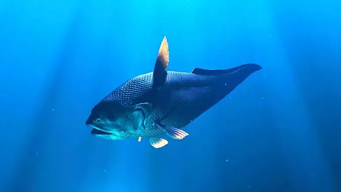 Deep Sea Abyssal Grenadier Fish