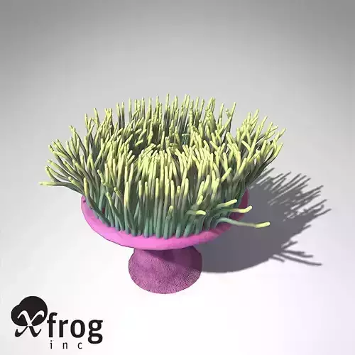 XfrogPlants Magnificent Anemone