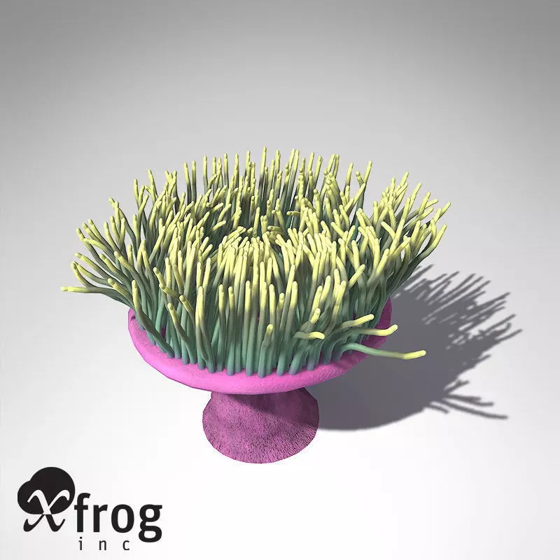 XfrogPlants Magnificent Anemone 3D model_0
