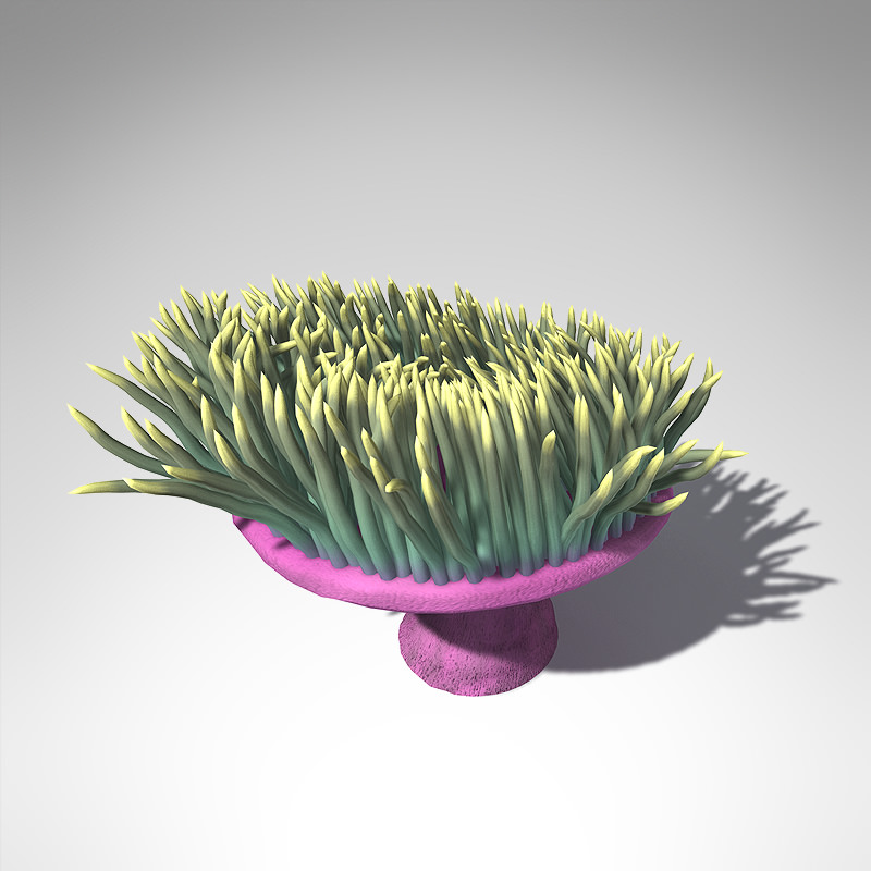 XfrogPlants Magnificent Anemone 3D model_3