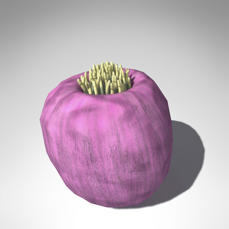 XfrogPlants Magnificent Anemone 3D model_1