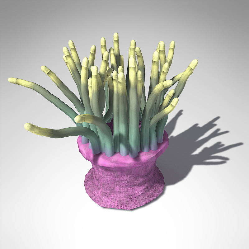 XfrogPlants Magnificent Anemone 3D model_2