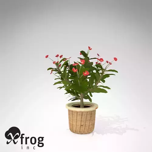 XfrogPlants Crown Of Thorns