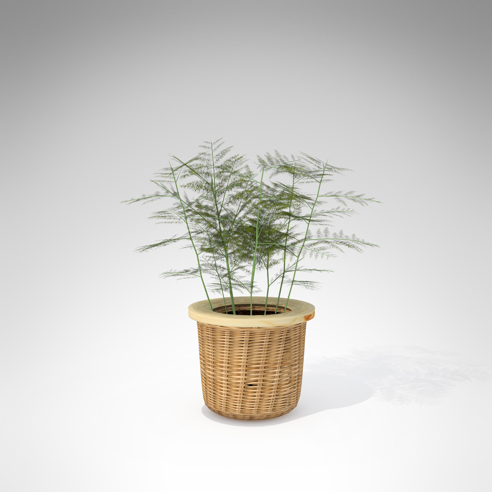 XfrogPlants Asparagus Fern 3D model_1