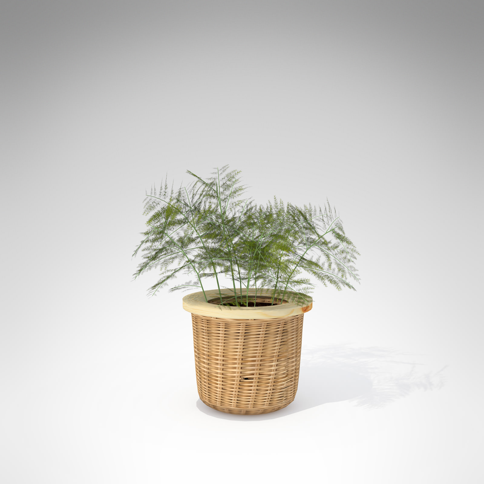 XfrogPlants Asparagus Fern 3D model_2