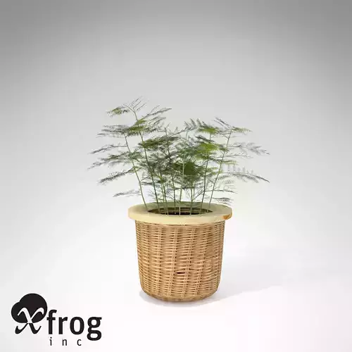 XfrogPlants Asparagus Fern 3D model