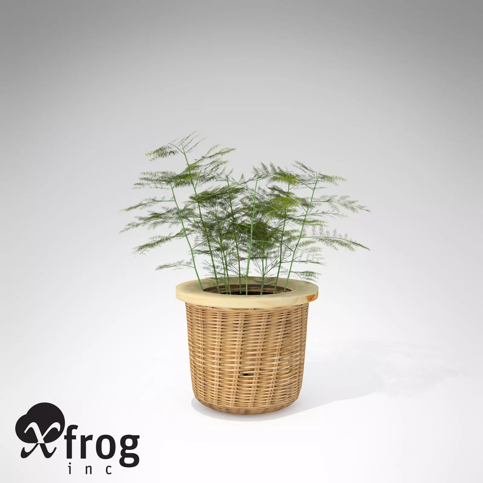 XfrogPlants Asparagus Fern 3D model_0