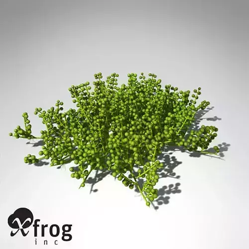XfrogPlants Grape Caulerpa