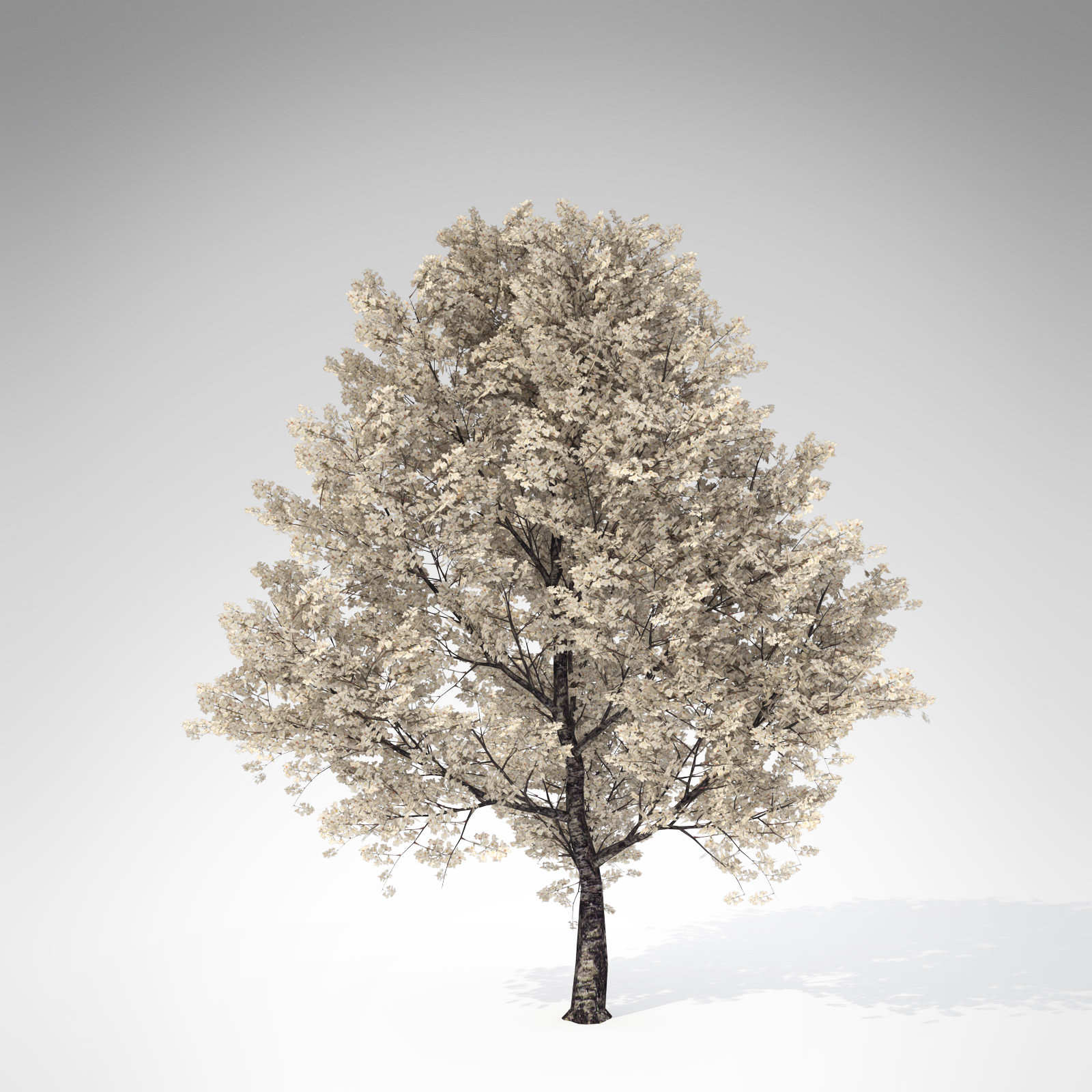 cherry tree 3ds max xfrogplants yoshino cherry tree 3d model max obj 3ds c4d lwo lw lws ma mb cgtrader cherry tree 3ds max xfrogplants yoshino cherry tree 3d model max obj 3ds c4d lwo lw lws ma mb cgtrader