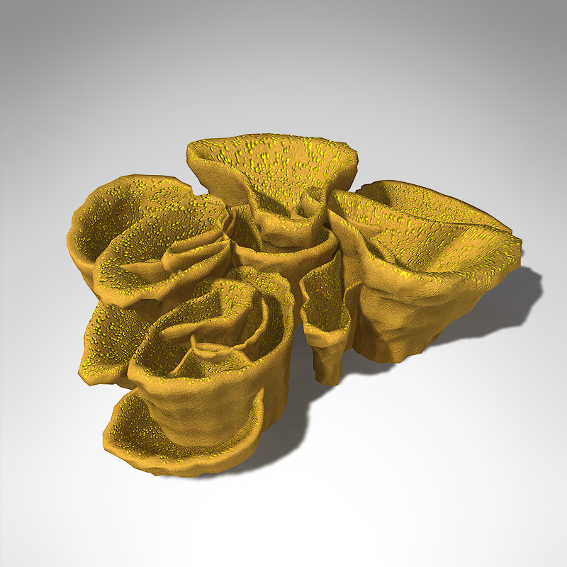 XfrogPlants Yellow Scroll Coral 3D model_1