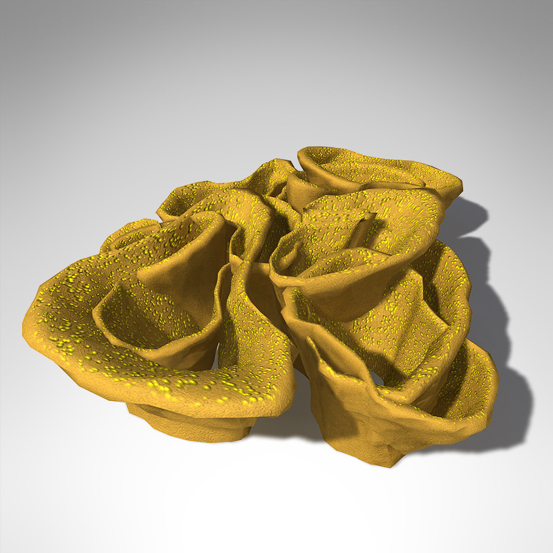 XfrogPlants Yellow Scroll Coral 3D model_2
