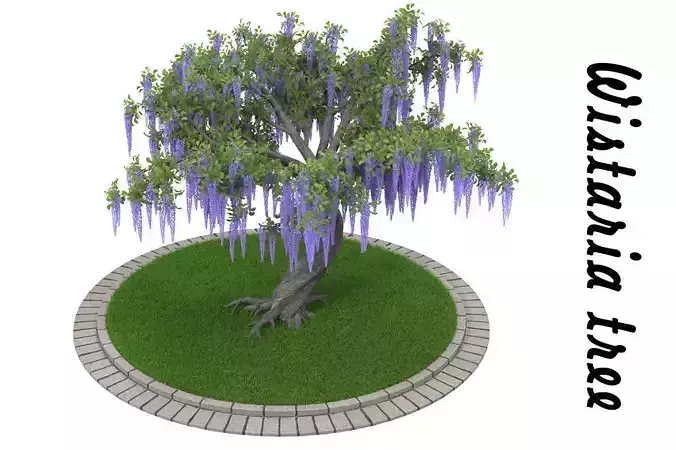 Wistaria tree