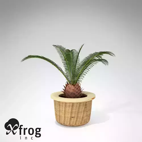 XfrogPlants Sago Palm