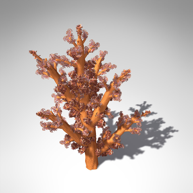 XfrogPlants Carnation Coral 3D model_2