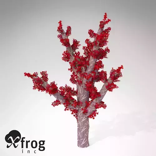 XfrogPlants Carnation Coral