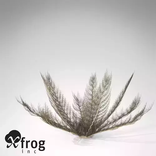 XfrogPlants Basket Star