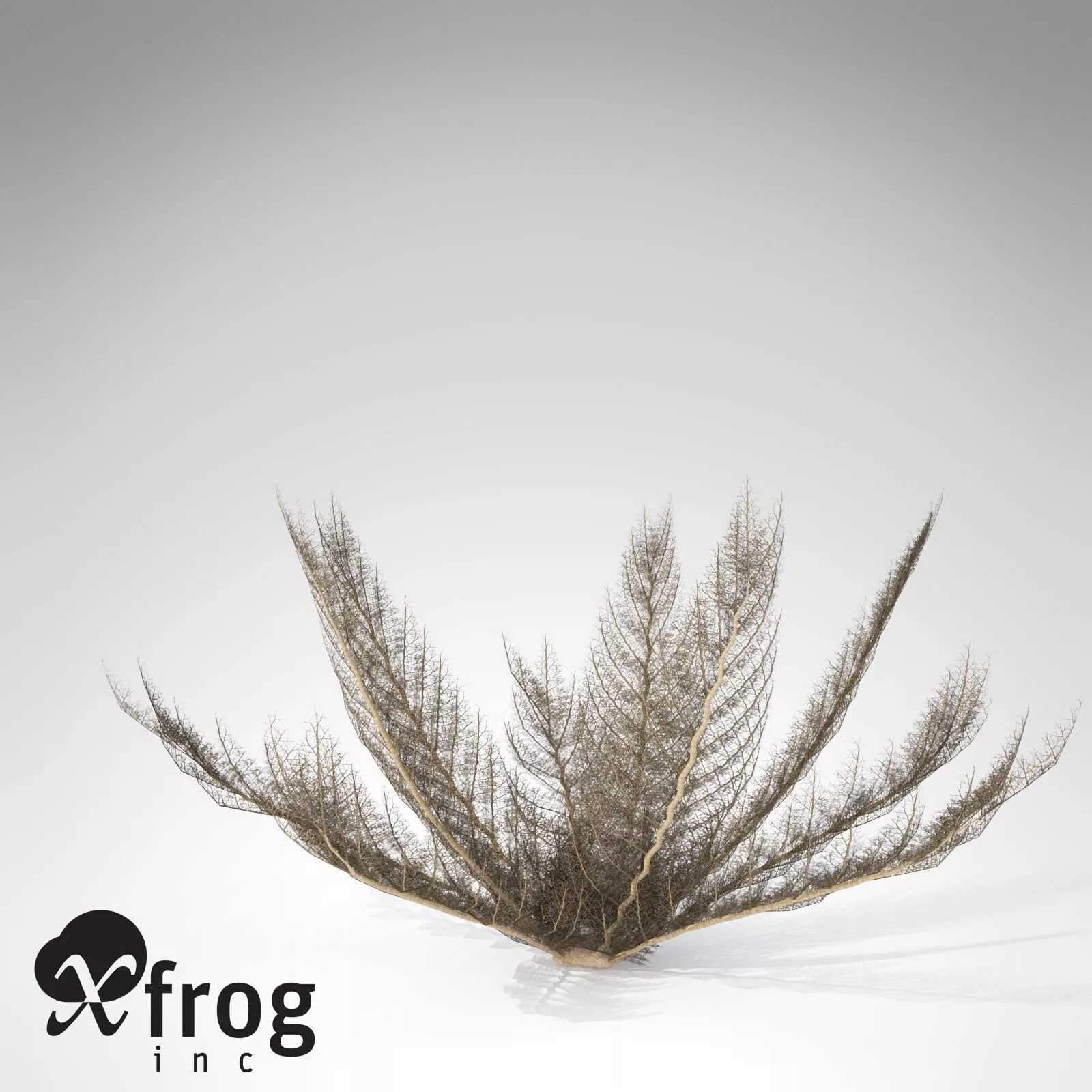 XfrogPlants Basket Star 3D model