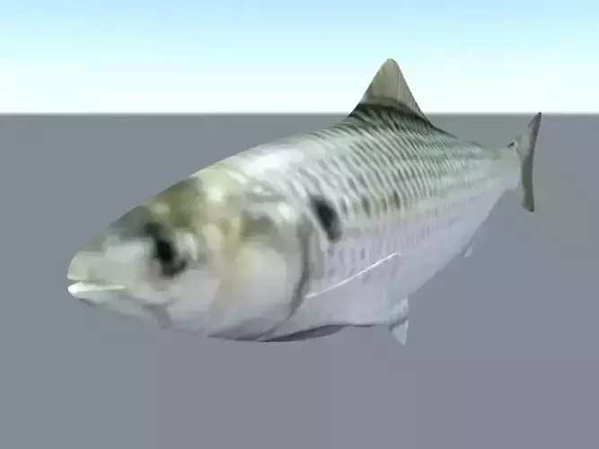 fish low poly shark Low-poly 3D model