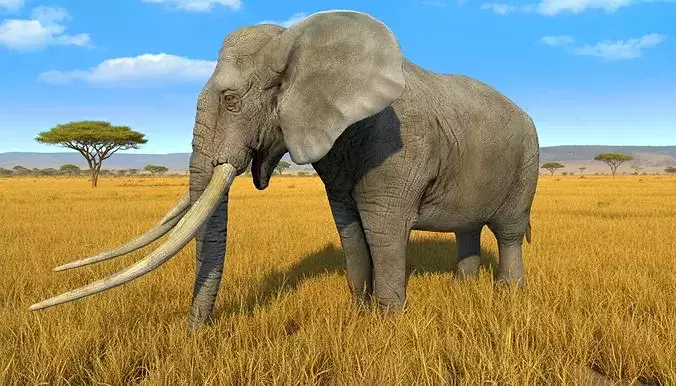 African elephant 