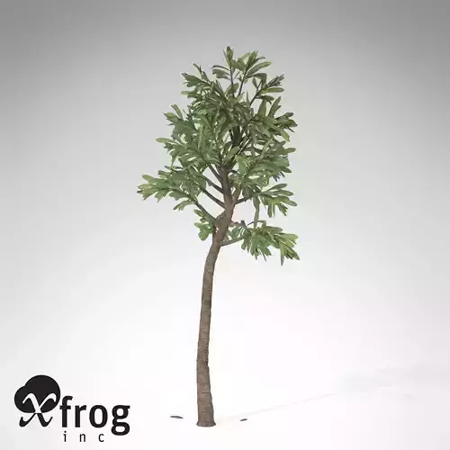 XfrogPlants Cordaites 3D model