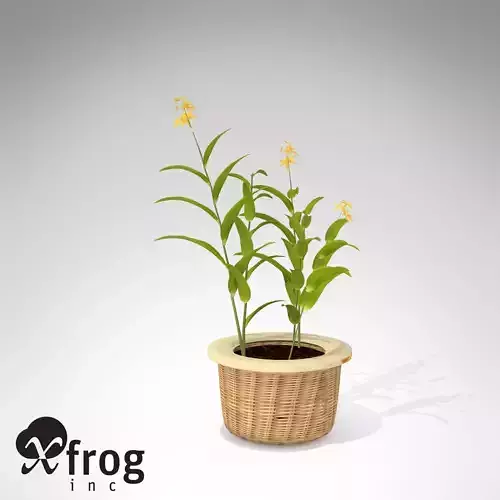 XfrogPlants Ballerina Epidendrum 3D model