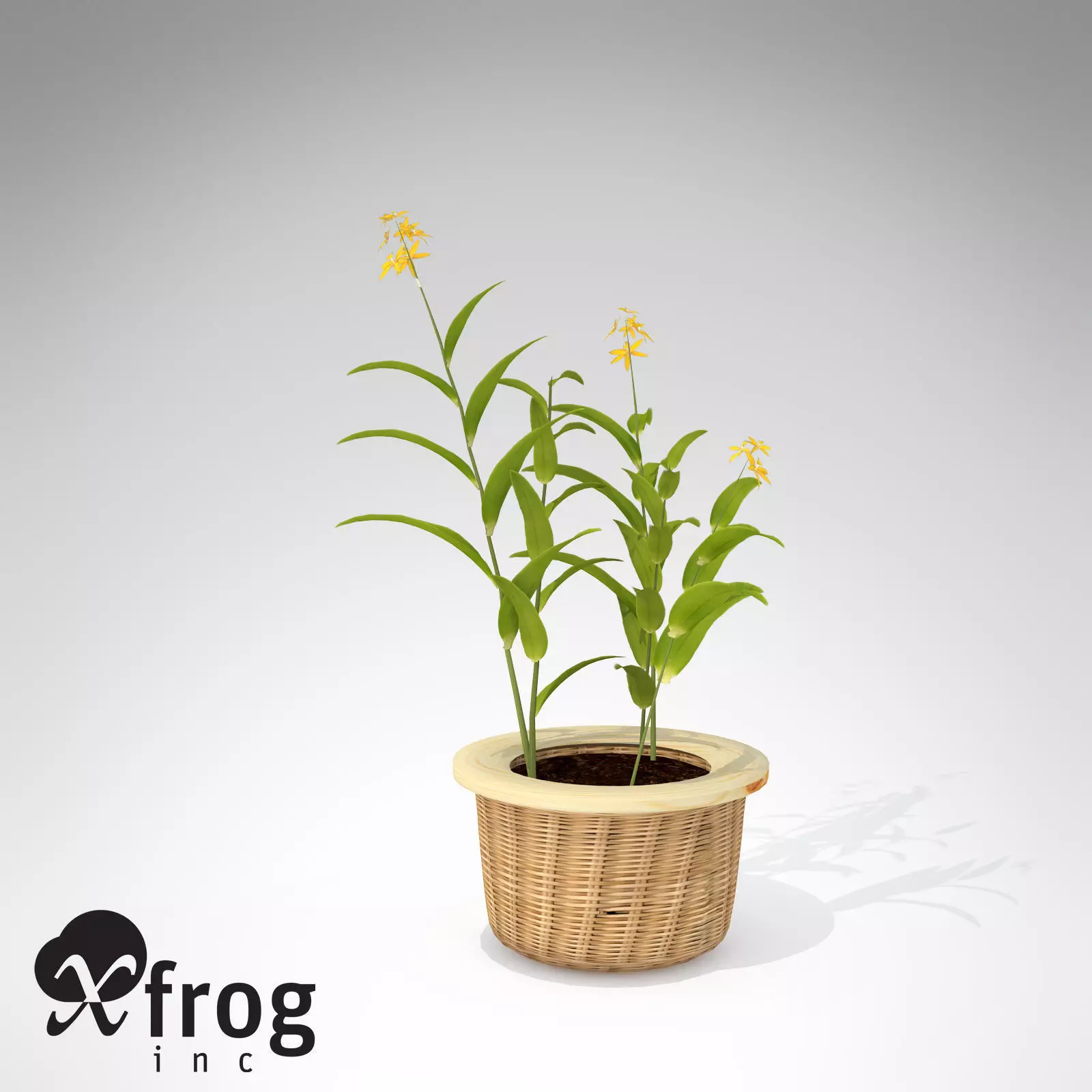 XfrogPlants Ballerina Epidendrum 3D model_0