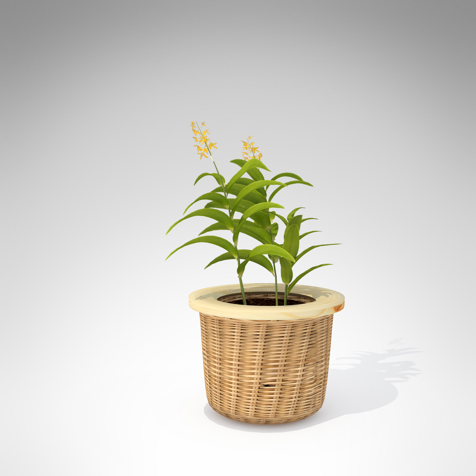XfrogPlants Ballerina Epidendrum 3D model_2