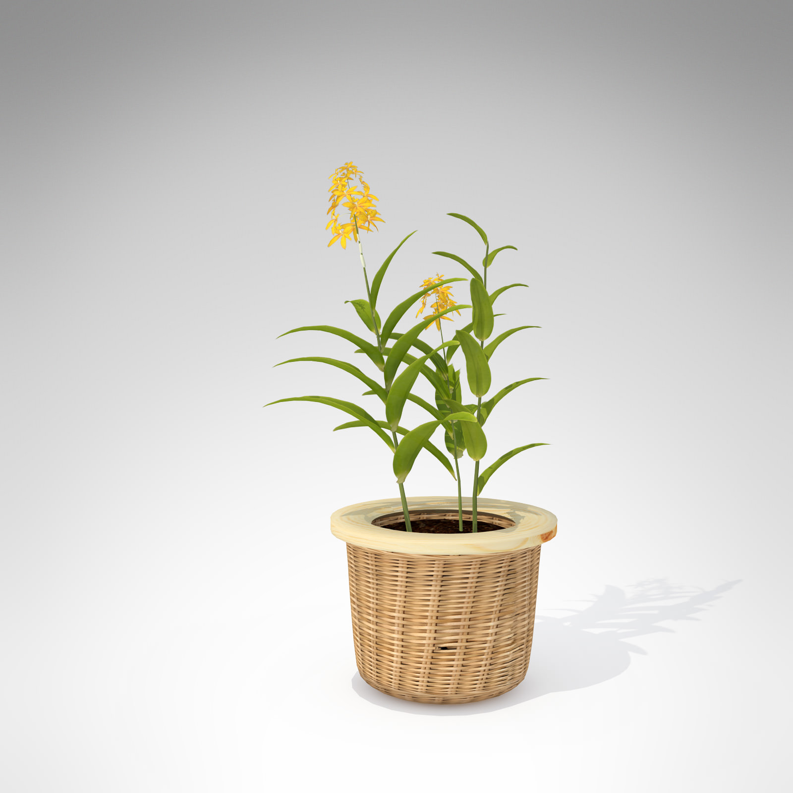 XfrogPlants Ballerina Epidendrum 3D model_1