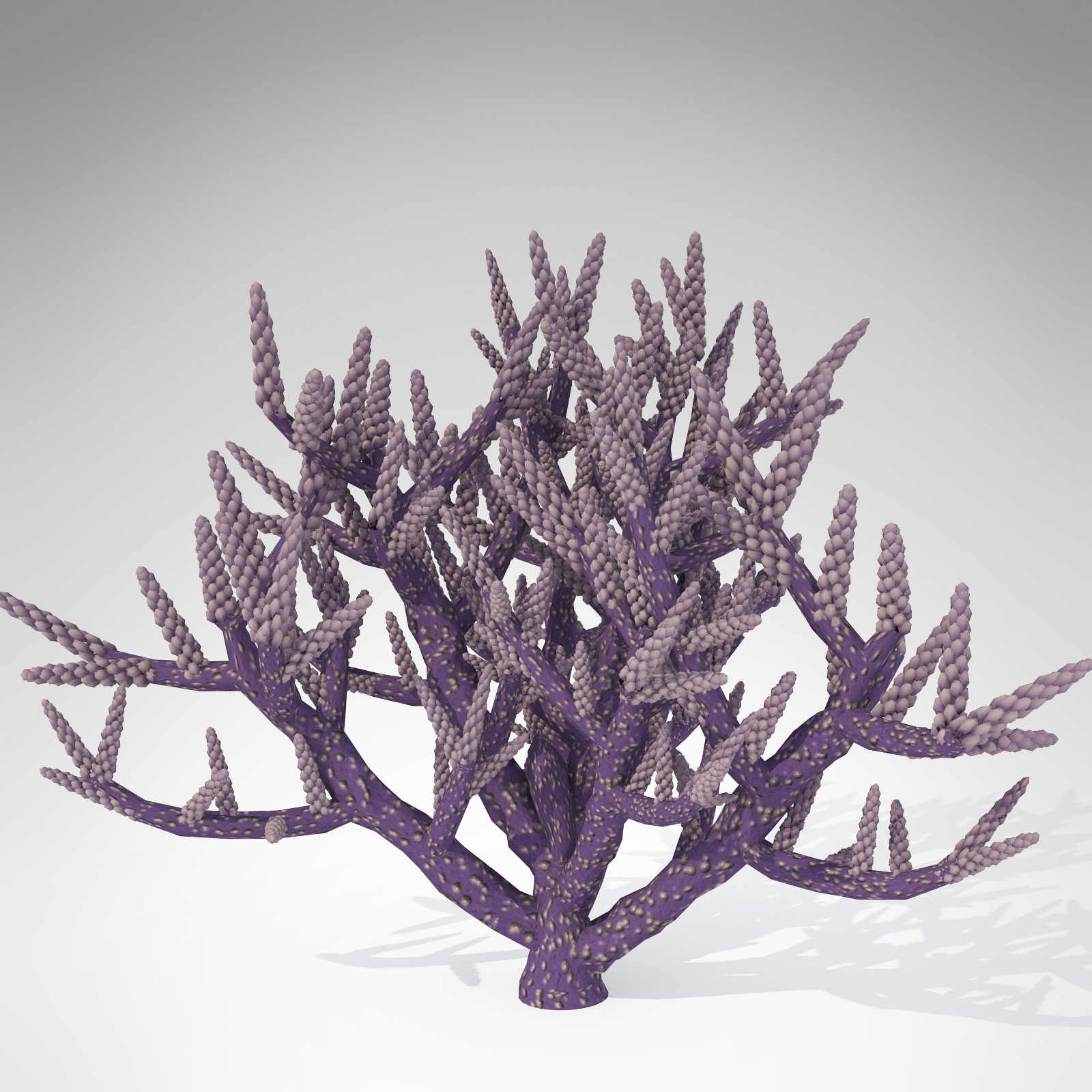 XfrogPlants Low Acropora 3D model_1