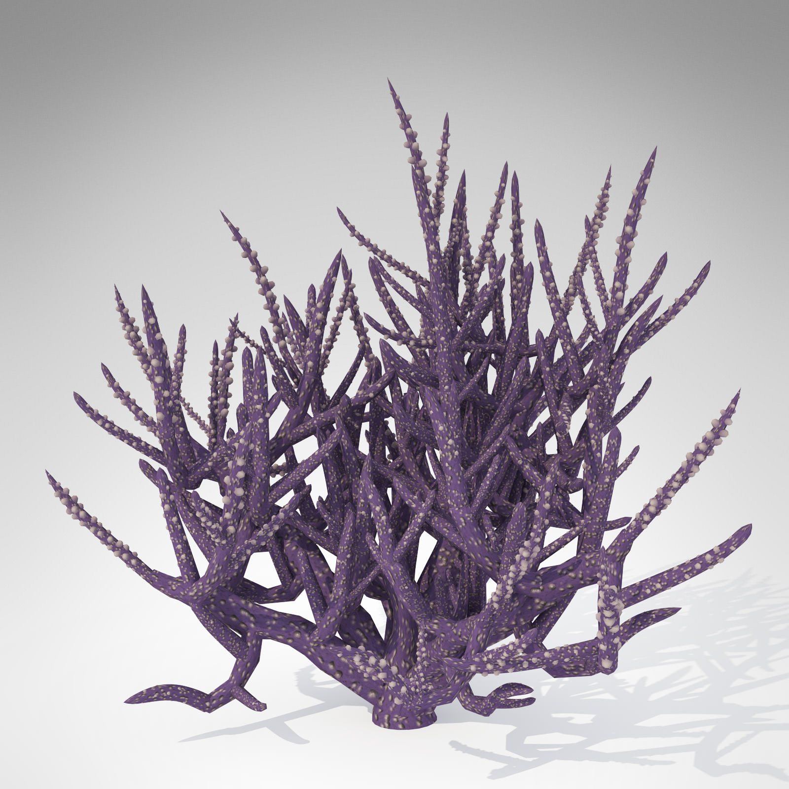 XfrogPlants Low Acropora 3D model_2